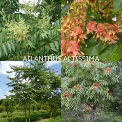 Aukštasis ailantas - Ailanthus altissima P15C1.5 40+CM