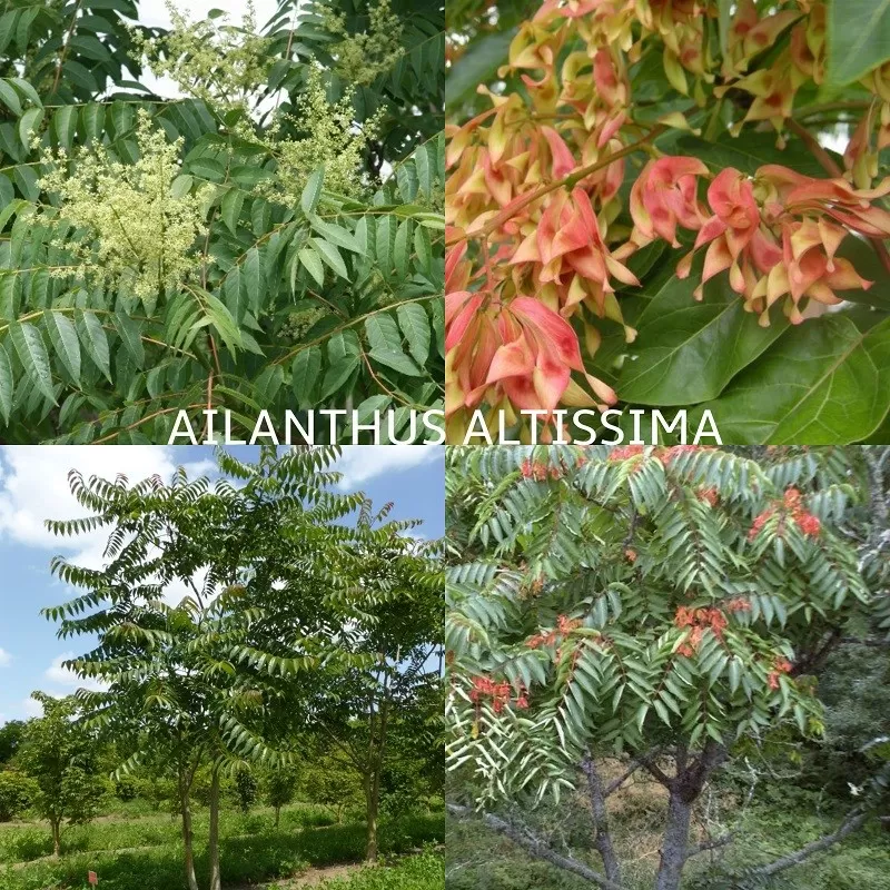 Aukštasis ailantas - Ailanthus altissima P15C1.5 40+CM