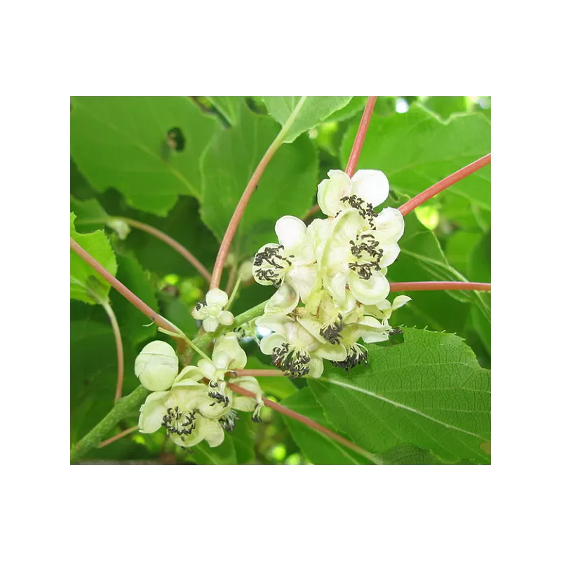 Kiwi - Actinidia arguta WEIKII (MALE)