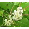 Kiwi - Actinidia arguta WEIKII (MALE)