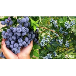 Aukštoji šilauogė (ankstyva) - Vaccinium corymbosum DUKE