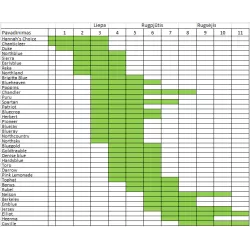 Aukštoji šilauogė (ankstyva) - Vaccinium corymbosum DUKE