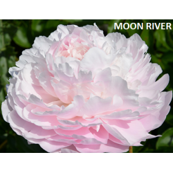 Bijūnas (žolinis) - Paeonia (Lactiflora) Moon River DYDIS 3-5 GR