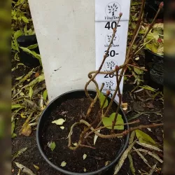 Paprastoji alyva - Syringa vulgaris Sarah Sands