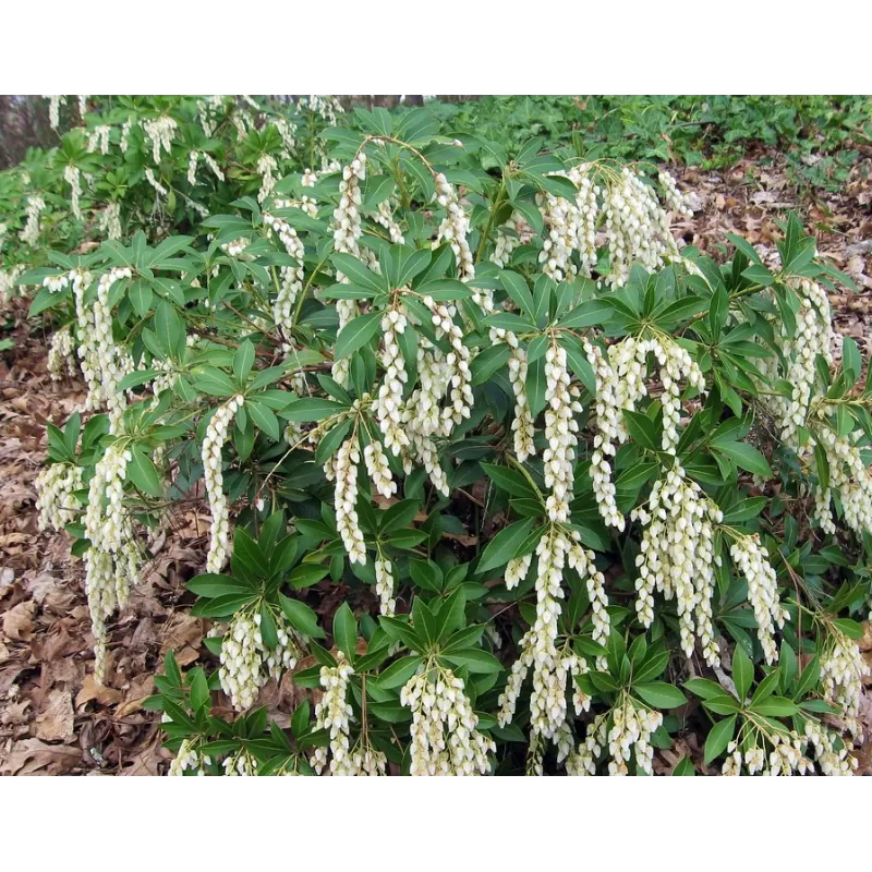 Japoninis bereinutis 'Little Heath Variegata' - Pieris japonica 'Little Heath Variegata'