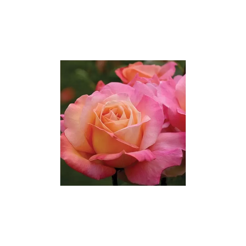 Rožė - Rosa CHICAGO PEACE