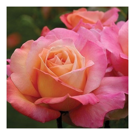 Rožė - Rosa CHICAGO PEACE vazone