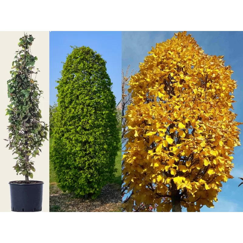 Paprastasis skroblas - Carpinus betulus Fastigiata MONUMENT