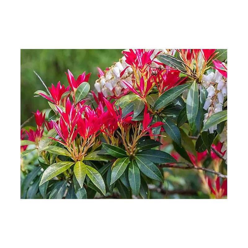 Japoninis bereinutis 'Little Heath Variegata' - Pieris japonica 'Little Heath Variegata'