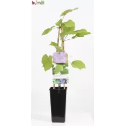 Japoninis vynmedis (kuanje) - Vitis COIGNETIAE