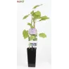 Japoninis vynmedis (kuanje) - Vitis coignetiae P13C2 40-50CM