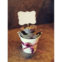 Papuošti sukulentai internetu