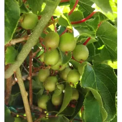 Smailialapė aktinidija - Actinidia arguta ISSAI (SAVID.)