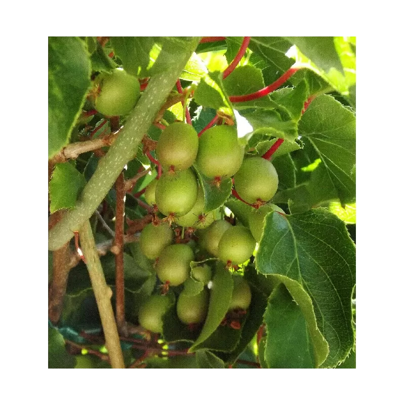 Smailialapė aktinidija - Actinidia arguta ISSAI (SAVID.)