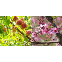 Persikas (posk. kaukazinė slyva) - Prunus persica GALAXY