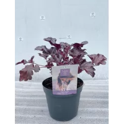 Heuchera BLACK PEARL