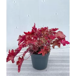 Heuchera MARMELADE