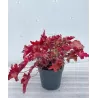 Heuchera MARMELADE