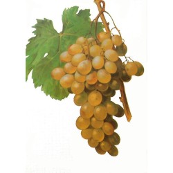 Tikrasis vynmedis Muscat of Alexandria - Vitis vinifera...