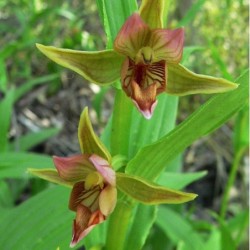 Sodo orchidėja (didysis skiautalūpis) - Epipactis gigantea...