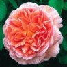 Rožė - Rosa ABRAHAM DARBY ® (Auscot) David Austin® C4