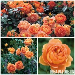 2023 M.: Rožė - Rosa Pat Austin® (Ausmum) David Austin pristatymas 2023 m. kovą