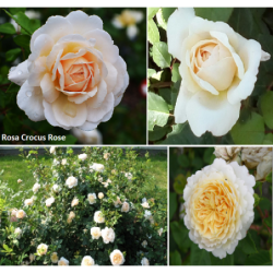 2023 M.: Rožė - Rosa CROCUS ROSE ® (Ausquest) David Austin®...