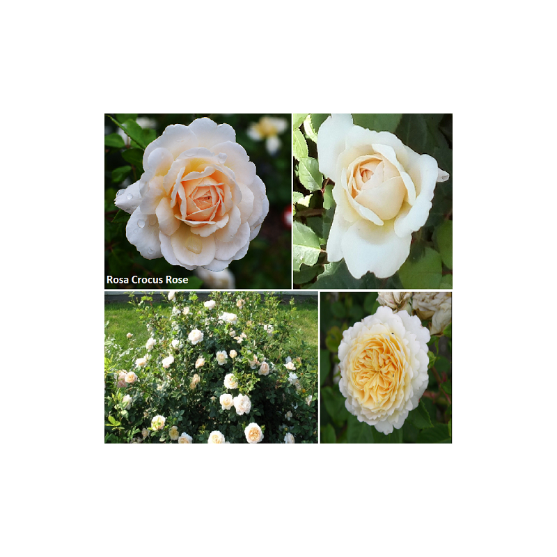 Rožė - Rosa CROCUS ROSE ® (Ausquest) David Austin®