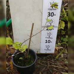Olandinė guoba - Ulmus hollandica 'Wredei' P15 30-40 CM