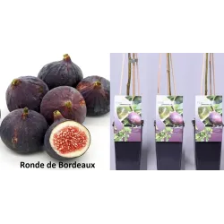 Figmedžių Ronde de Bordeaux sodinukai su pristatymu į namus