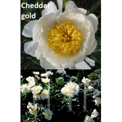Bijūnas - Paeonia Cheddar Gold DYDIS 3-5 GR  2019 M....