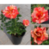 Rožė - Rosa ALFRED SISLEY ®
