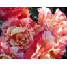 Rožė - Rosa ALFRED SISLEY ®