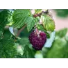 Raspberry - Rubus idaeus x neglectus GLEN COE