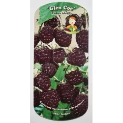 Raspberry - Rubus idaeus x neglectus GLEN COE