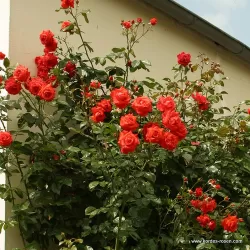 Vijoklinė rožė SALITA - Rosa SALITA 8Ø 25cm