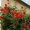 Rožė - Rosa SALITA ® 2024 M.