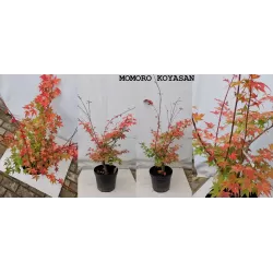Buy Japanese maple green globe online with home delivery