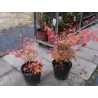 Buy Japanese maple green globe online with home delivery