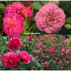 Rožė - Rosa SIR JOHN BETJEMAN