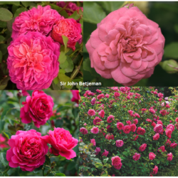 Rožė - Rosa SIR JOHN BETJERMAN