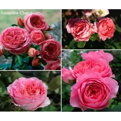 Rosa AMANDINE CHANEL ®