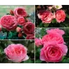 Rosa AMANDINE CHANEL ®