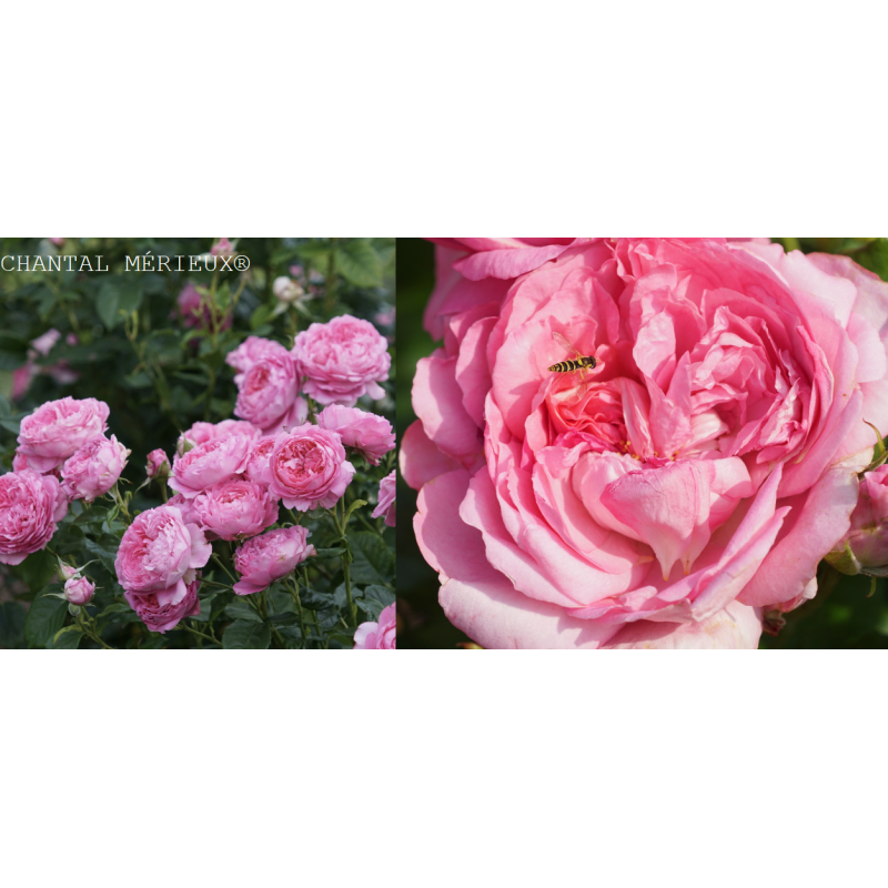 Rožė - Rosa CHANTAL MERIEUX ® (Maschame, Masmaric) Guillot® vazone