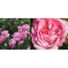 Rožė - Rosa CHANTAL MERIEUX ® (Maschame, Masmaric) Guillot® vazone