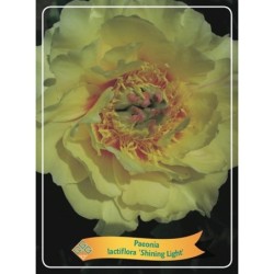 Bijūnas - Paeonia lactiflora SHINING LIGHT