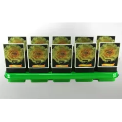 Paeonia lactiflora SHINING LIGHT