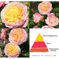 Rožė - Rosa DOMAINE DE CHANTILLY ® (Delagak) Delbard® vazone