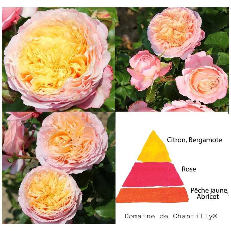 Rožė - Rosa DOMAINE DE CHANTILLY ® (Delagak) Delbard® 2024 m.