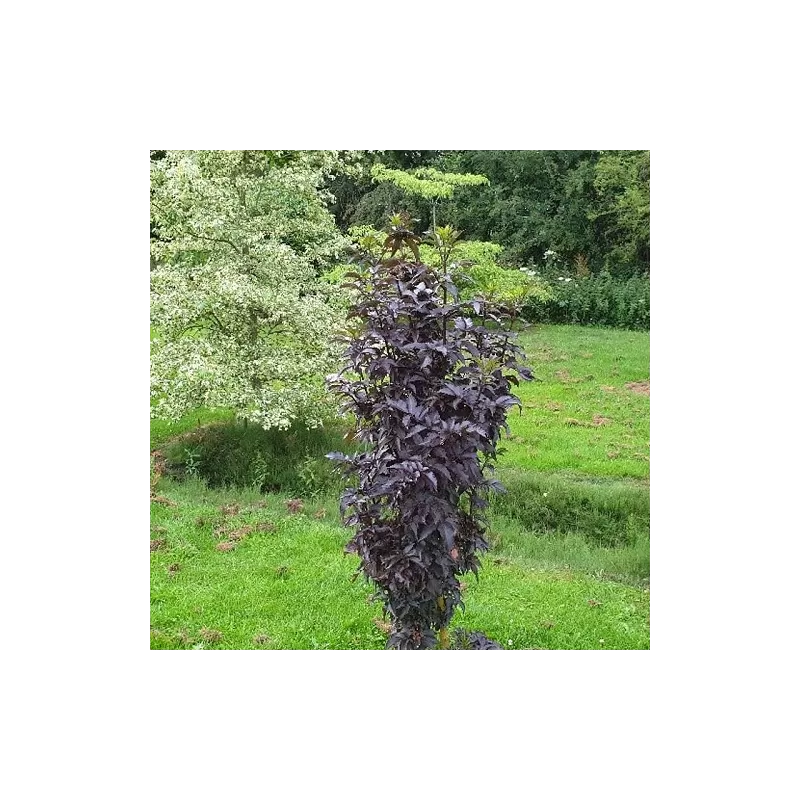 Juoduogis šeivamedis - Sambucus nigra BLACK TOWER Juoduogis šeivamedis - Sambucus nigra BLACK TOWER